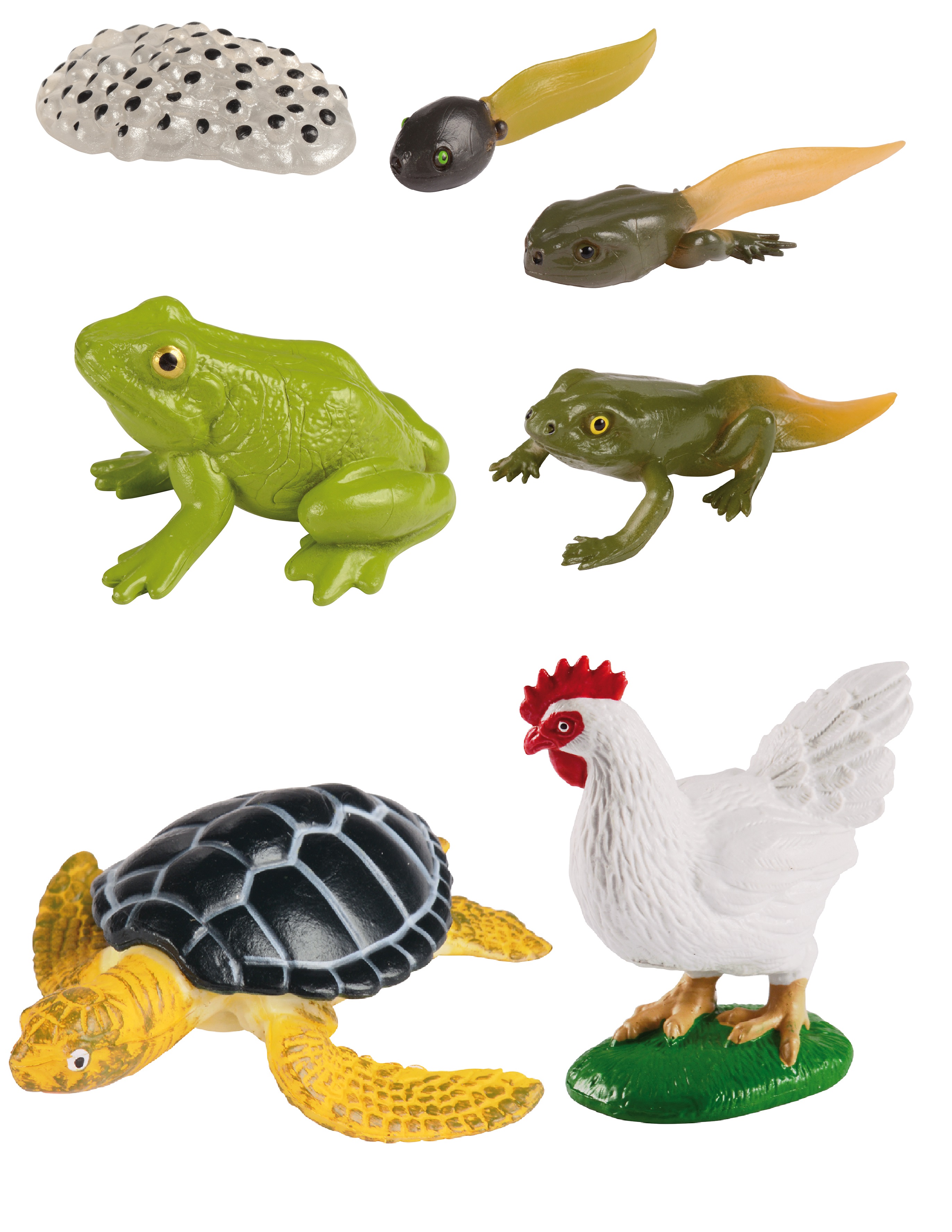 Tiere Entwicklungsstadium-Set (Huhn, Frosch & Wasserschildkröte)