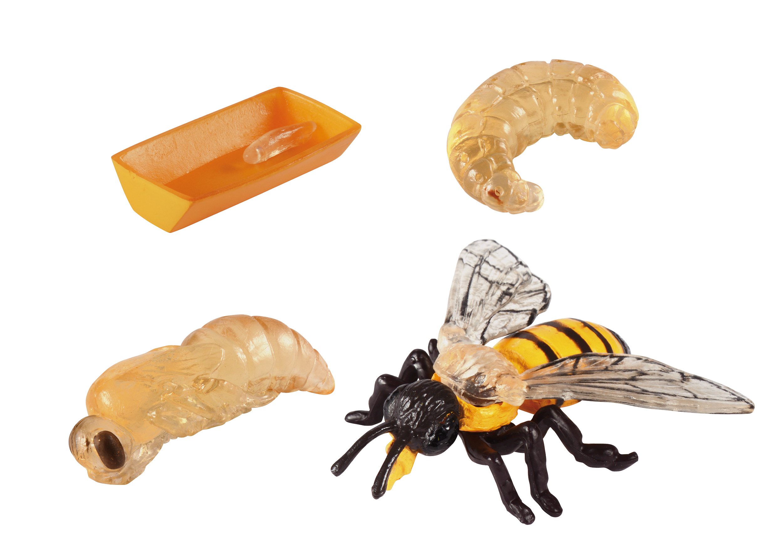  Insekten Entwicklungsstadium-Set (Schmetterling, Biene & Marienkäfer)