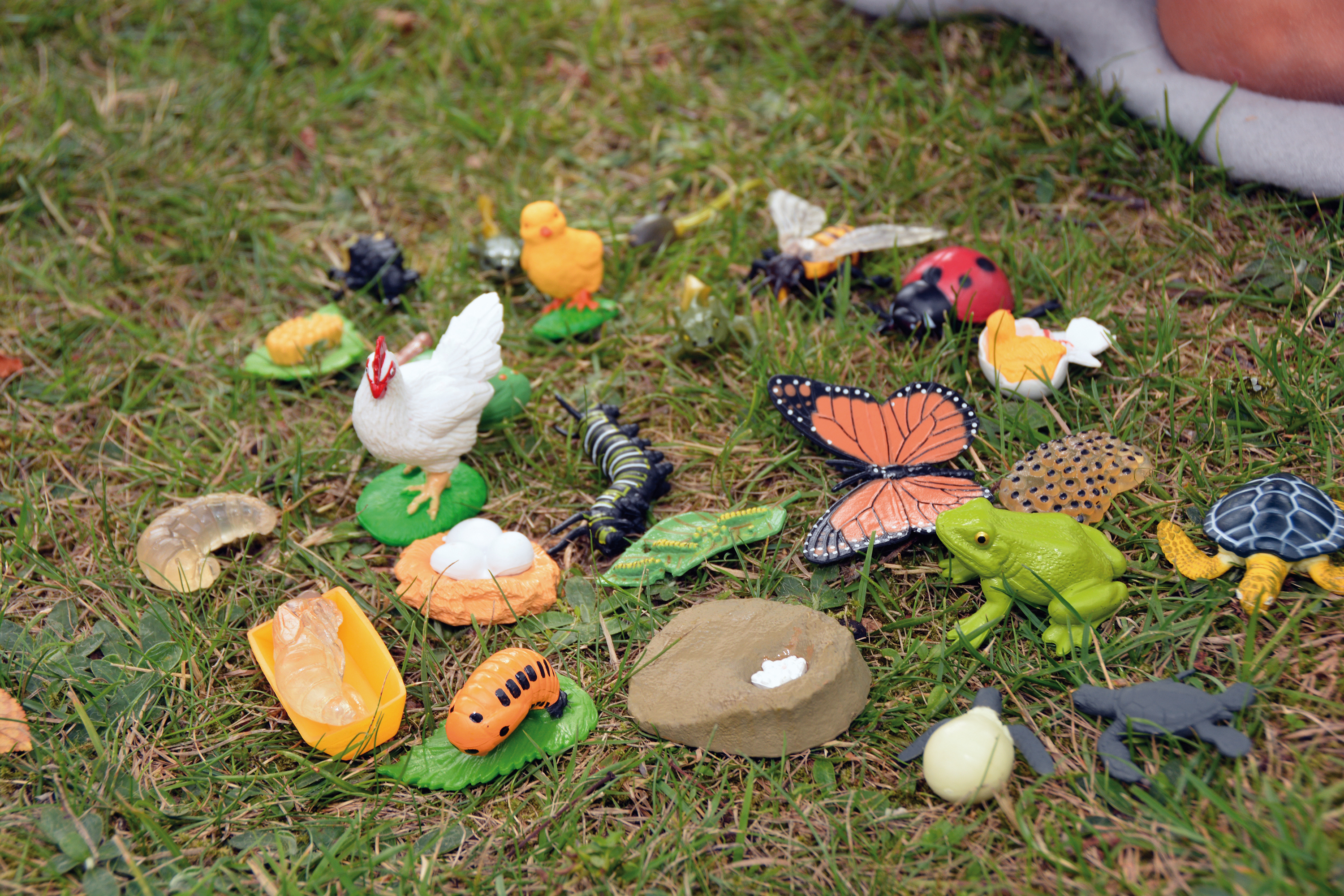 Tiere Entwicklungsstadium-Set (Huhn, Frosch & Wasserschildkröte)