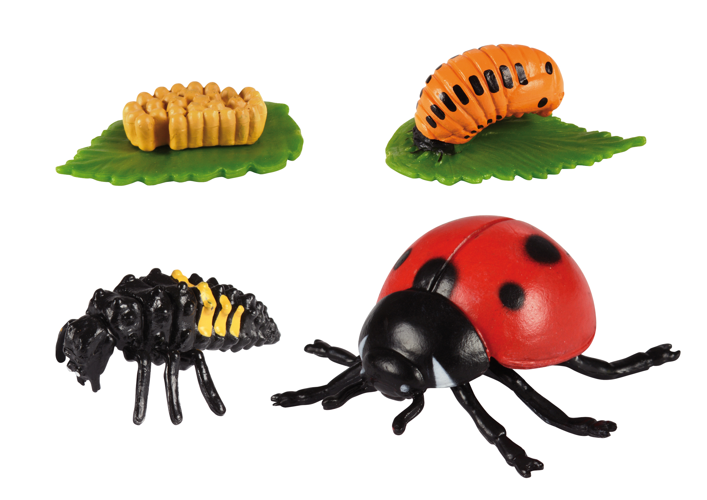  Insekten Entwicklungsstadium-Set (Schmetterling, Biene & Marienkäfer)